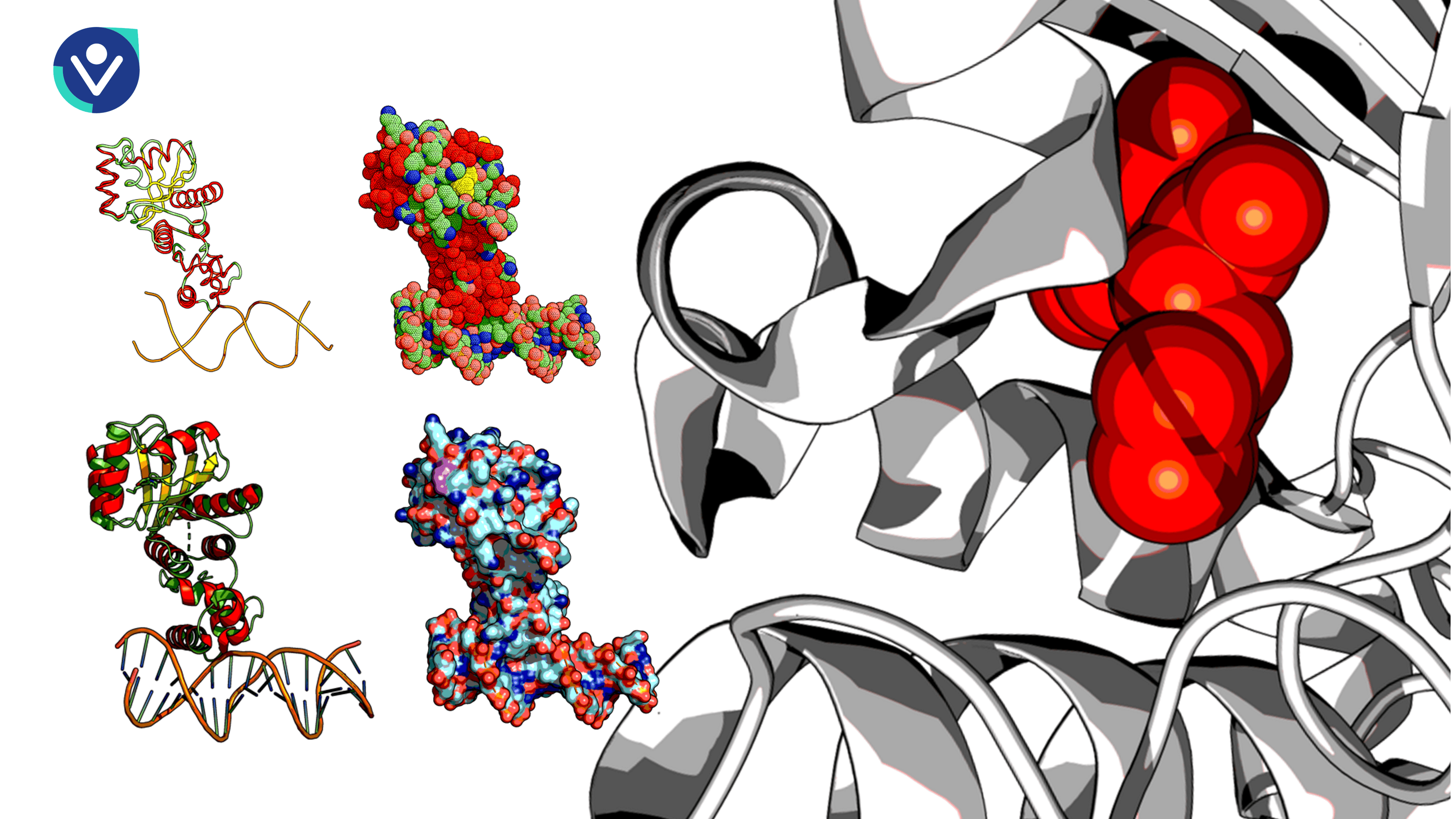 Protein Molecular Visualization